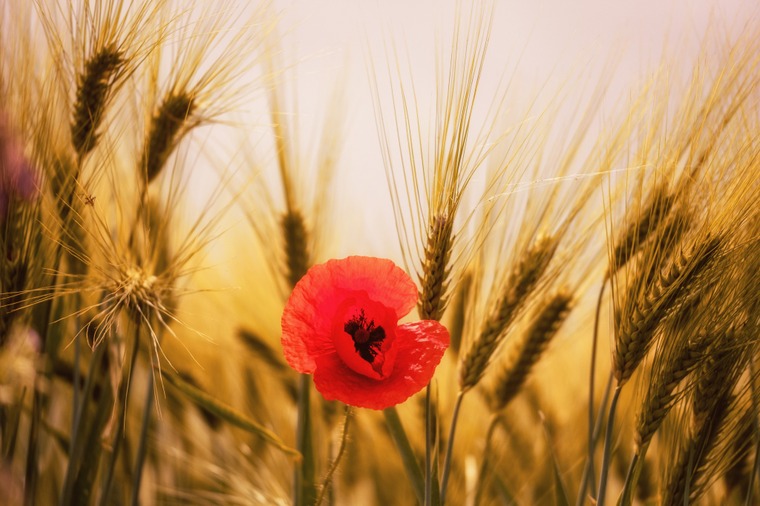 L'épi de blé et le coquelicot: symboles de notre commune!